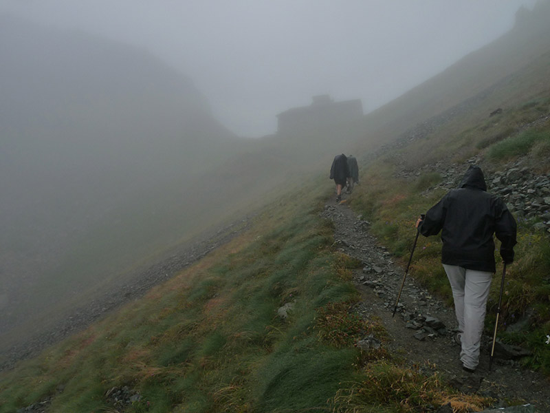 Larva di Geometridae: Lycia alpina